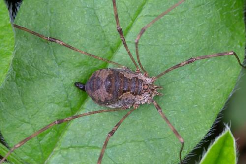 Bunochelis spinifera